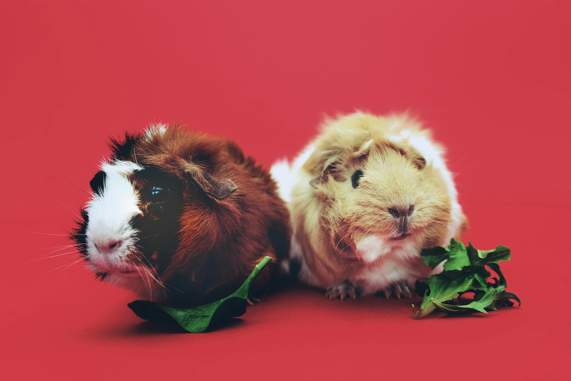 Emergency vets in Dartford